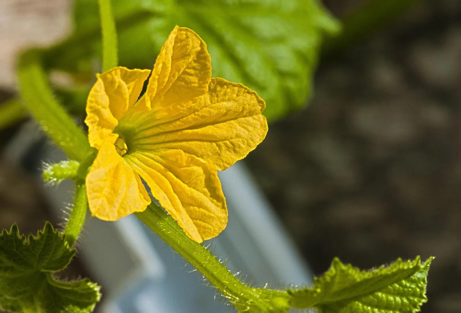 Luffa Cylindrica Extract (Loofah Oil)