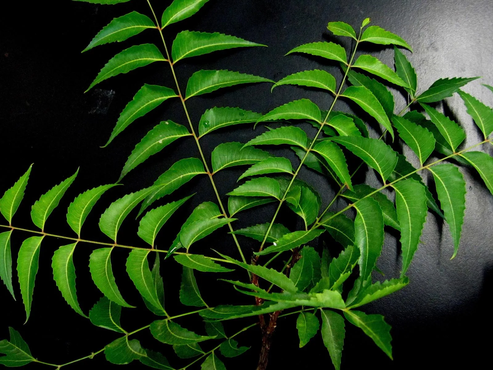Neem Seed Oil
