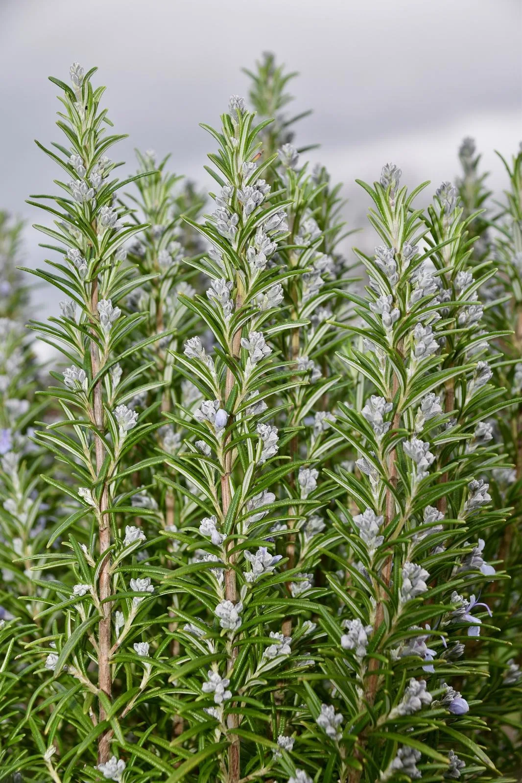 Rosemary Essential Oil