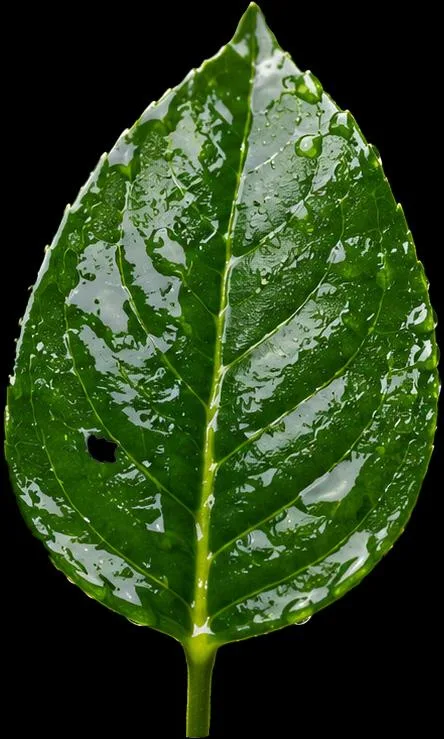 Wetting & Dispersing Agents