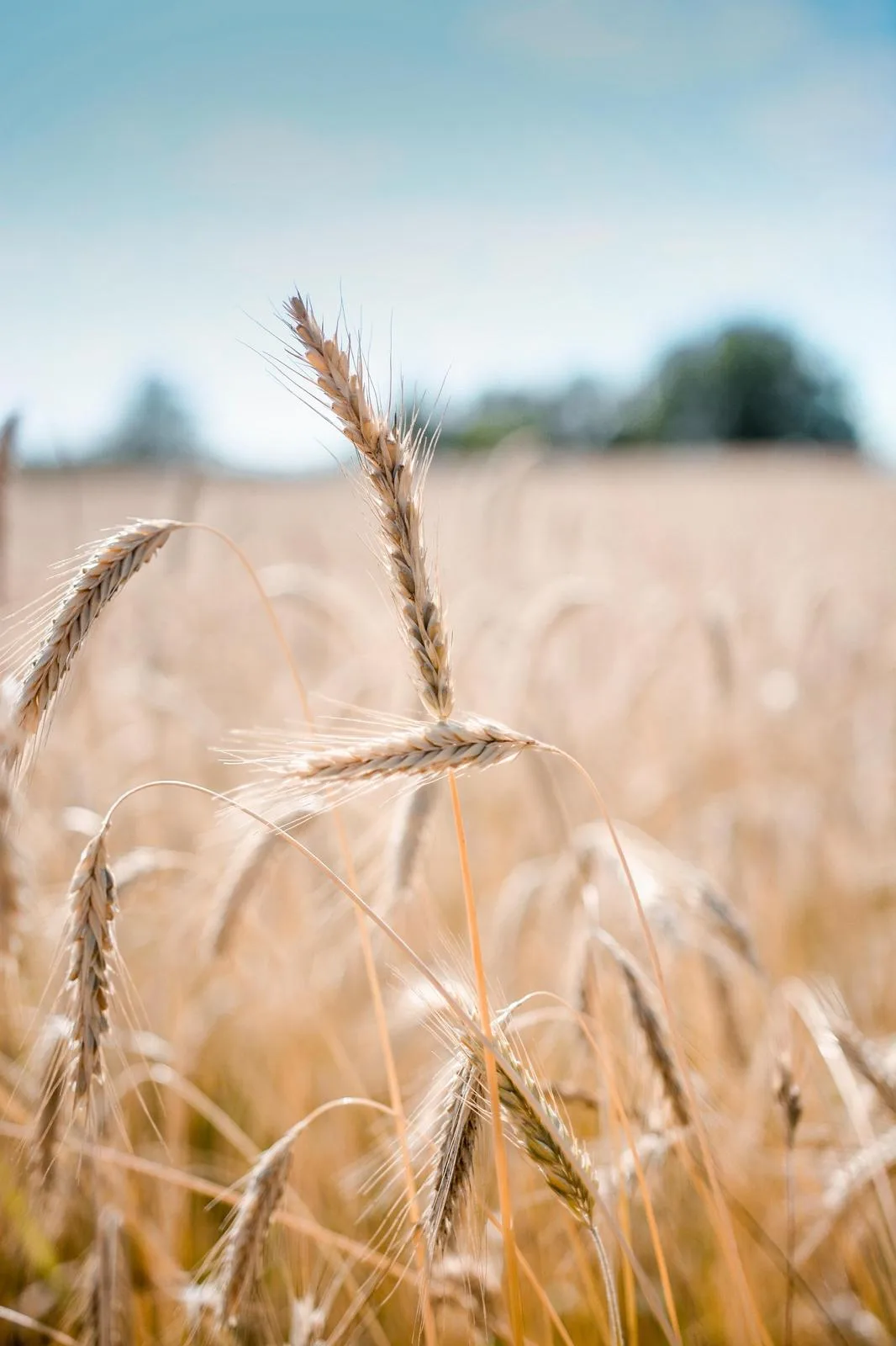 Agricultural Micronutrients